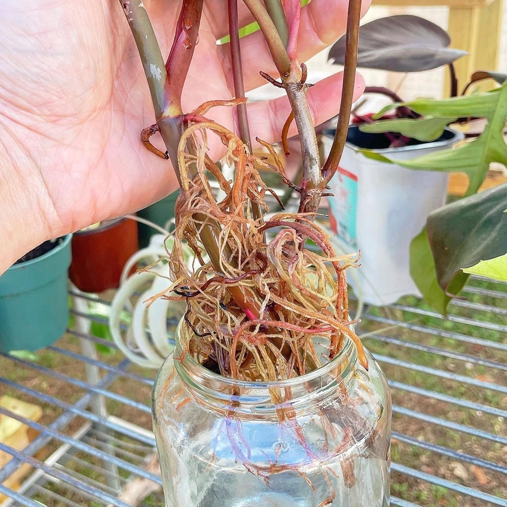 Prop Drops, by Market Botany | Propagation Plant Drops to Promote Healthy Root Growth