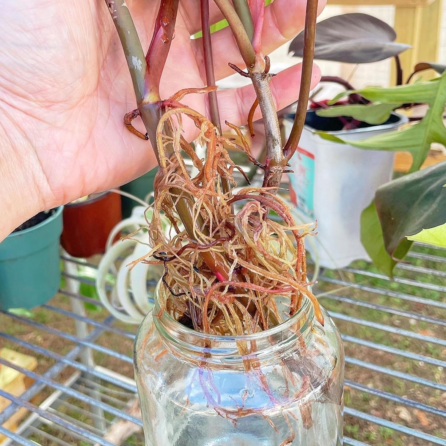 Prop Drops, by Market Botany | Propagation Plant Drops to Promote Healthy Root Growth