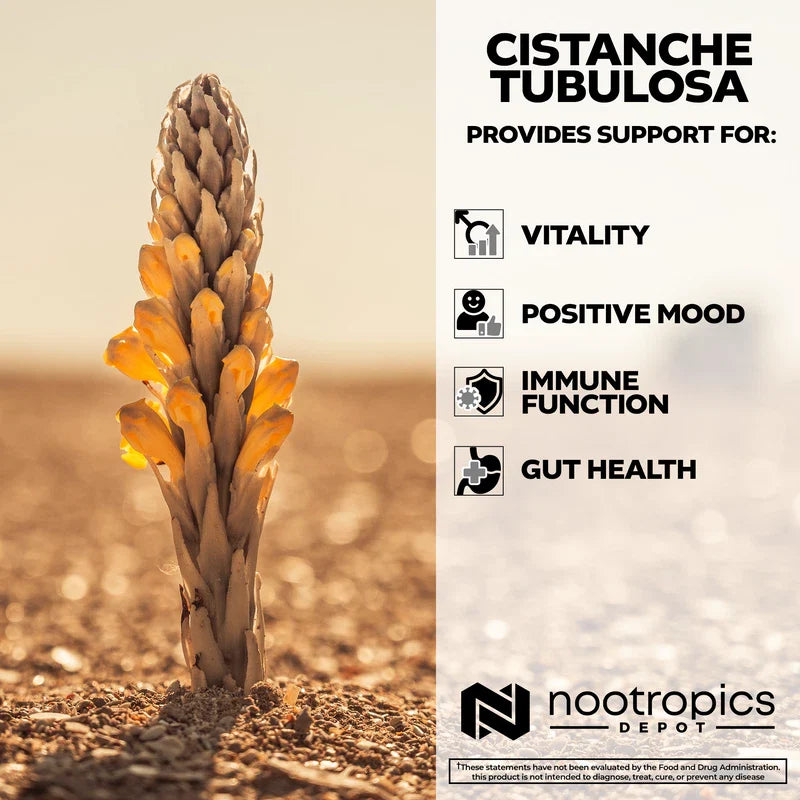 Nootropics Depot Cistanche tubulosa Tablets | 200mg | 180 Count | Minimum 50% Echinacoside + 10% Acetoside