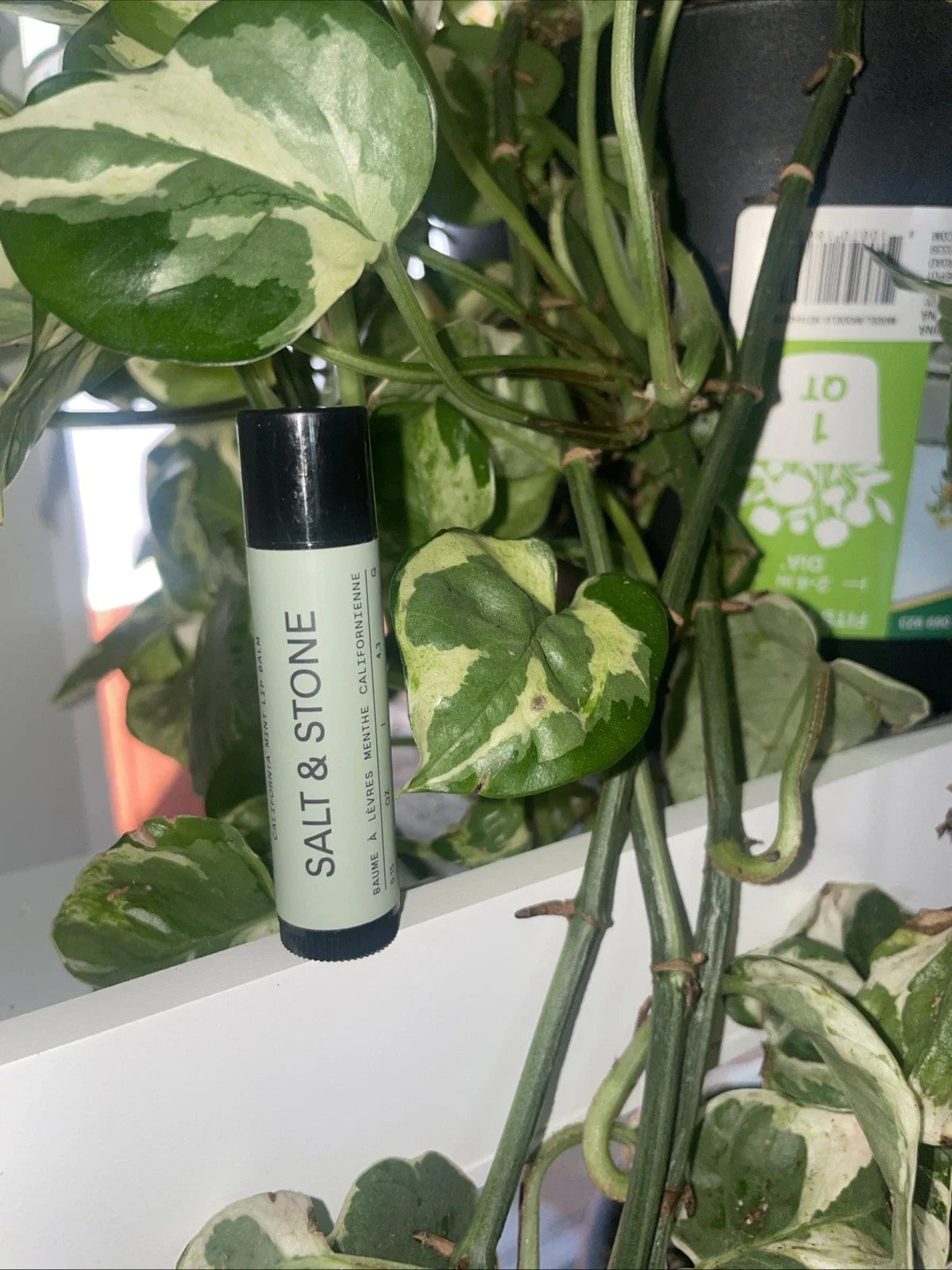 SALT & STONE California Mint Lip Balm | Natural, Moisturizing, Hydrating Long Lasting Lip Balm | Restores Dry Cracke